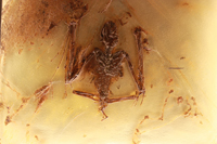 Fledermaus Grube Messel