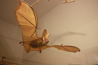 Fledermaus Luise