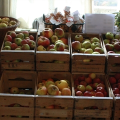 Herbstfest | Äppel, Körb' und weiße Rübe