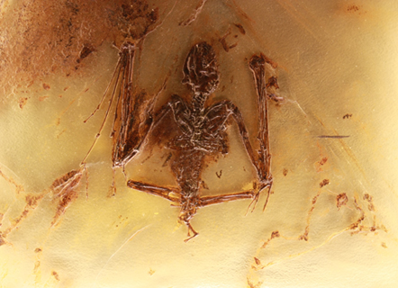 fledermaus grube messel